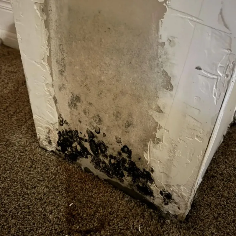 Professional Mold Removal in Anoka, MN